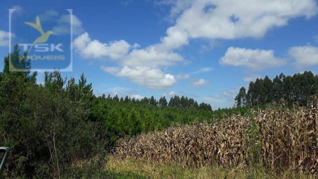 Ch0285 área toda reflorestada 15.000 arvores em agudos do sul medindo 121.000 m²