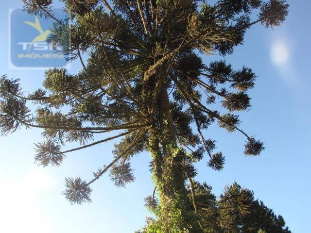 Ch0197 - área para formar chácara araucária - tietê 36.300 m² luz e água - Foto 10