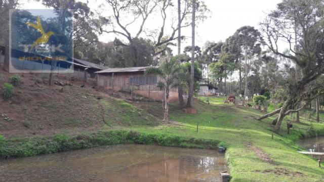 Ch0311 - mandirituba - chácara 10.000 m² com casa antes do pedágio - Foto 20