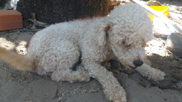 Procuro uma poodle fêmea para cruzar