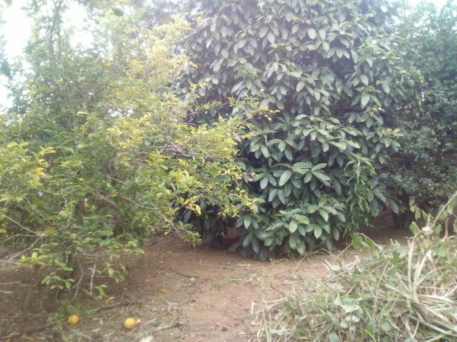 Vende- se - Foto 10