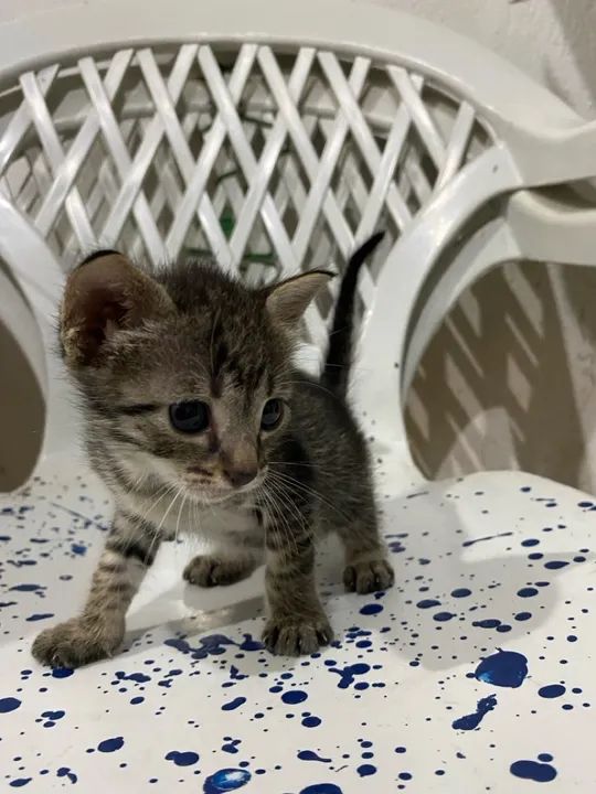 Gatinha Fofa Procurando um Lar - Foto 3