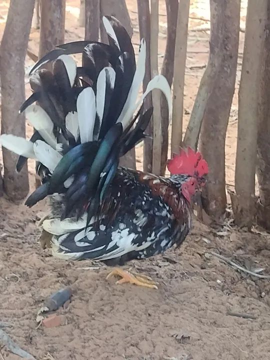 Galinha e Galo Nagasaki  - Foto 2