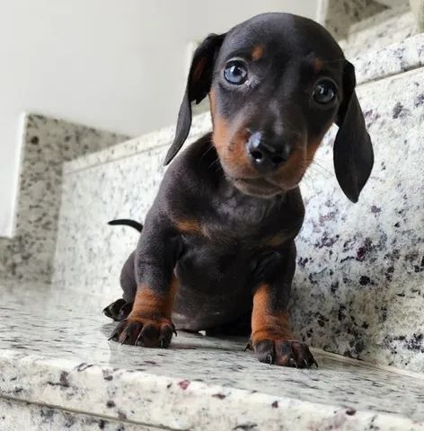 Mini dachshund hot sale olx