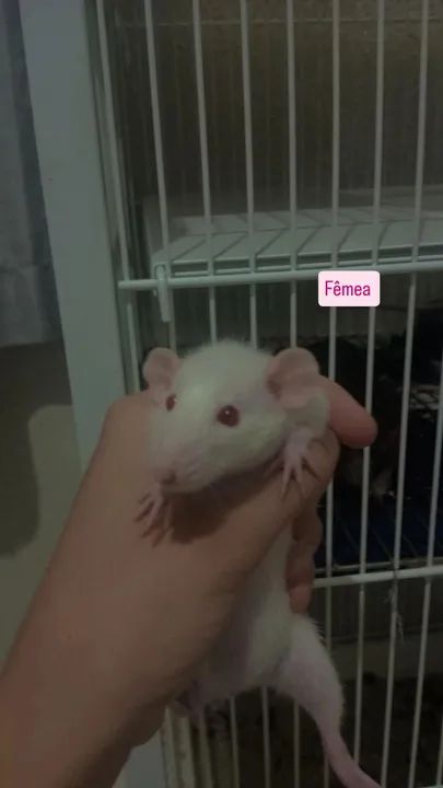 RATINHOS TIWSTER DUMBO! - Foto 6