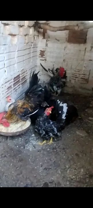 Galinha e Galo Nagasaki  - Foto 4