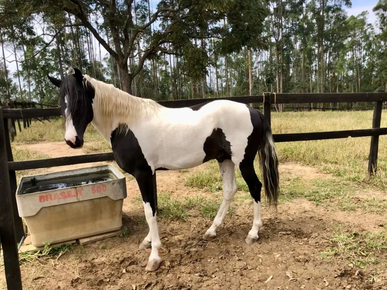 Venda de garanhão Mangalarga - Foto 5