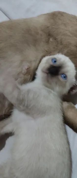 Gatinho Siamês com Olhos Azuis - Foto 4