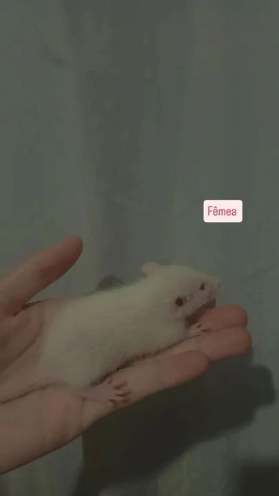 RATINHOS TIWSTER DUMBO! - Foto 5