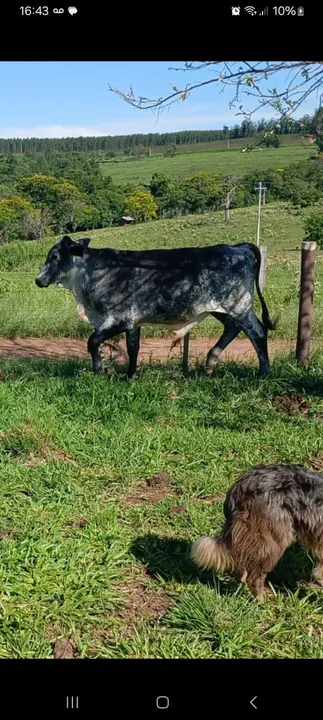 Garrote Girolando, filho de Malandro