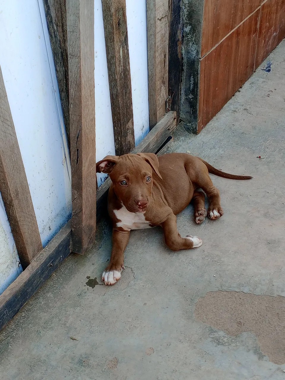 Filhote de Pitbull disponível