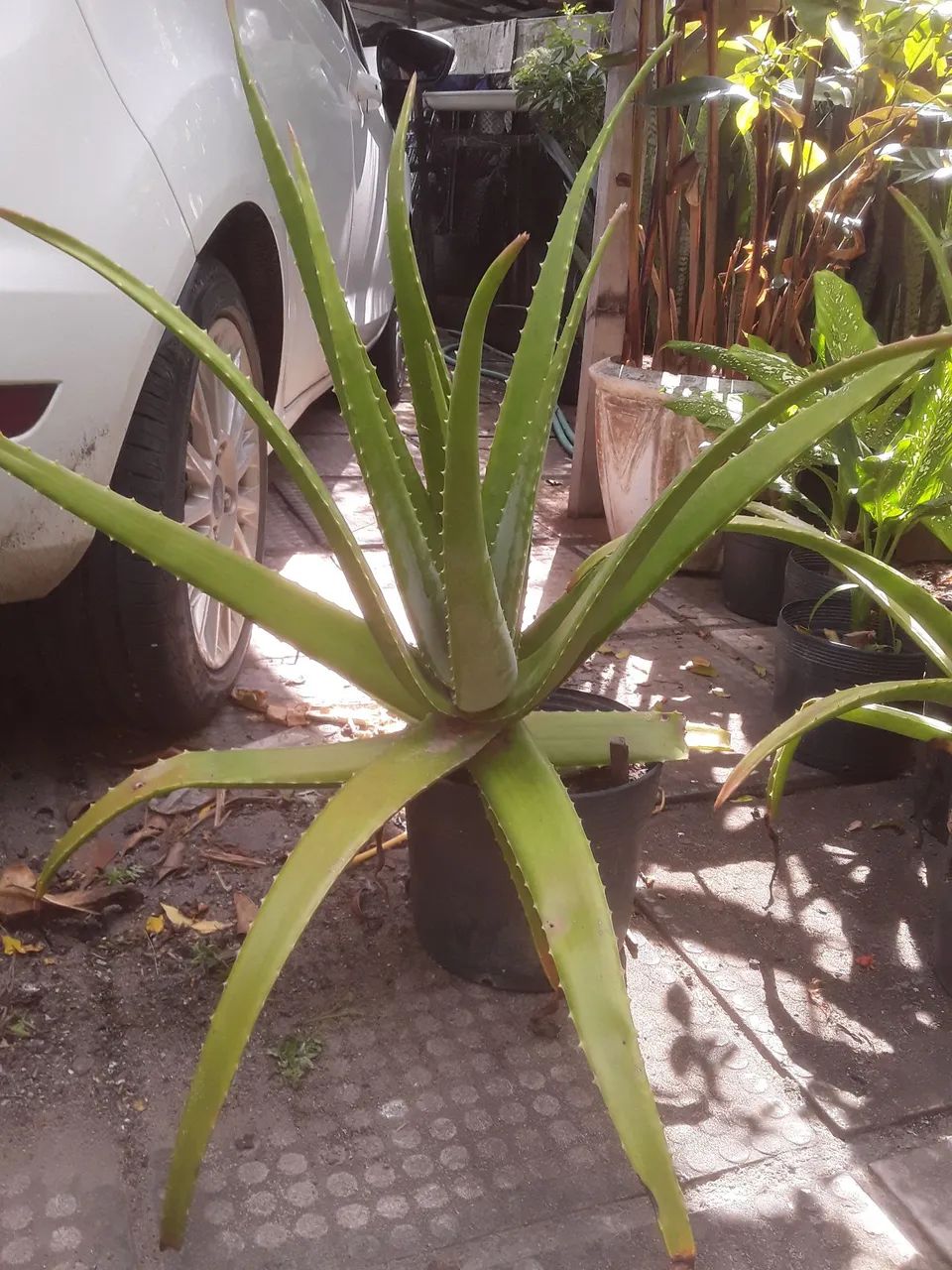 Babosa 