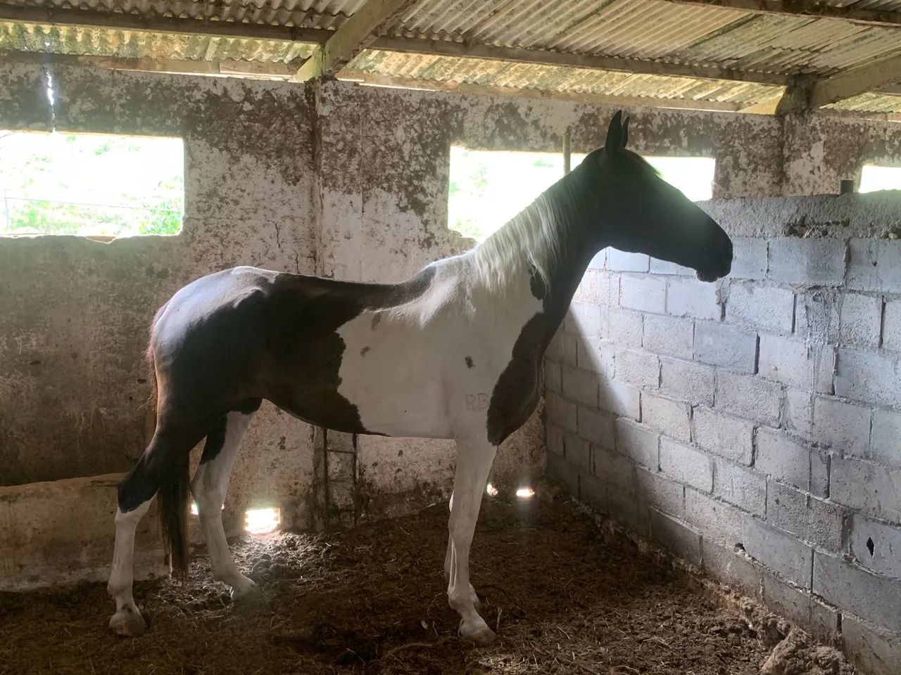 Égua Campolina Pampa de Preto - Foto 2