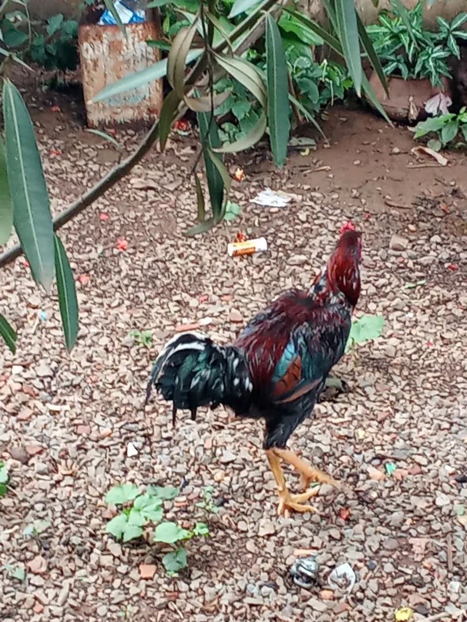 Frango indio