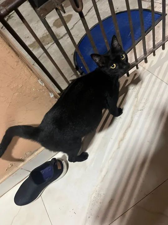 Gatinha para adoção (grávida)