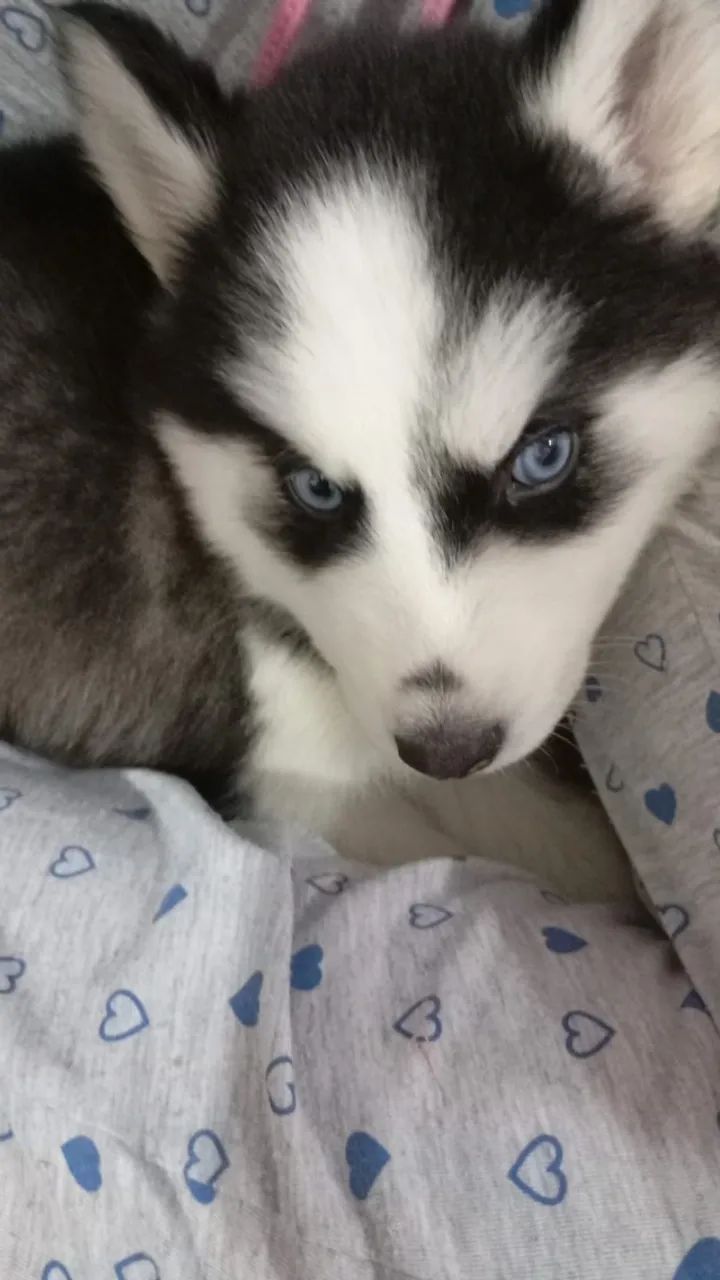 Husky - beleza e energia!