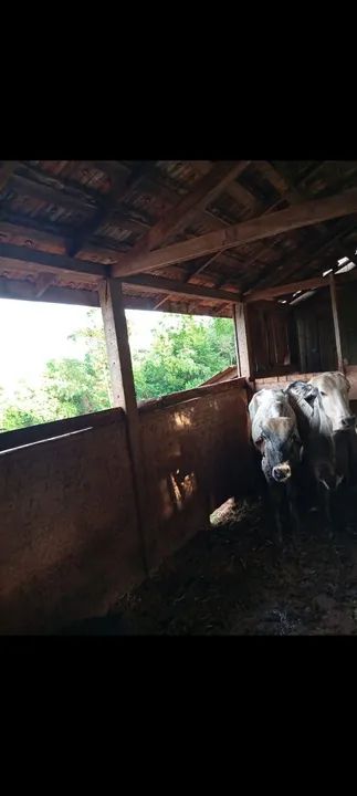 Dois garrotes  para venda - Foto 2