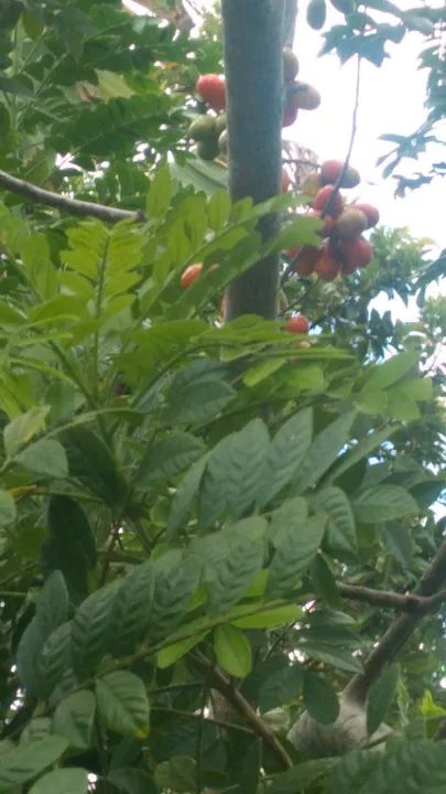 Geladeira Electrolux Duplex Frost Free - Foto 4