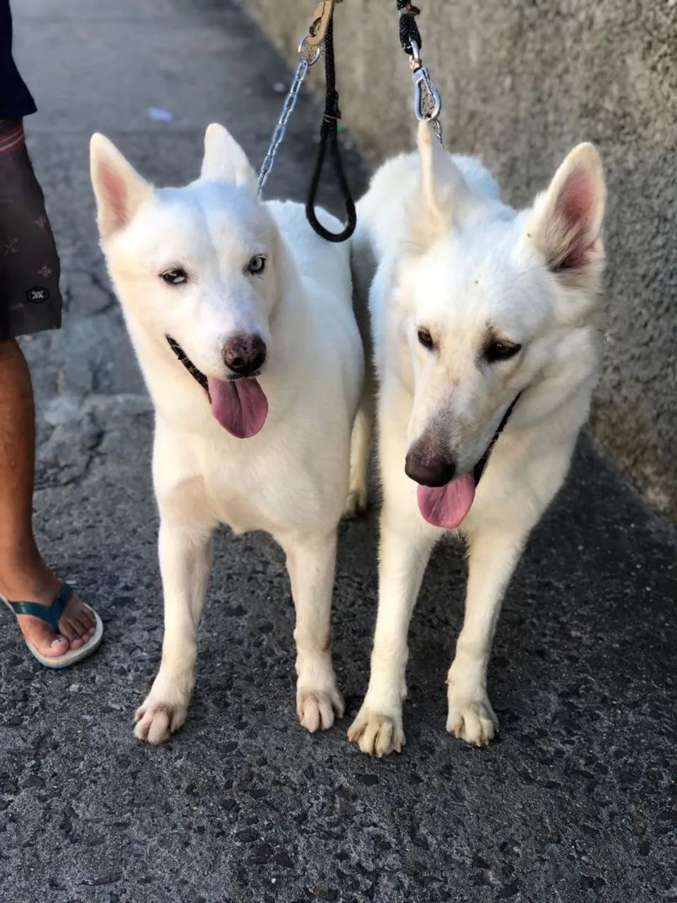 Husky Siberiano Branco de Olhos Azuis  - Foto 2
