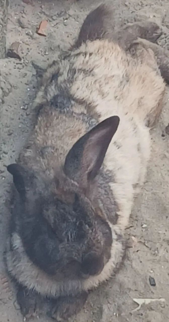 Coelho Cinza de Estimação - Foto 3