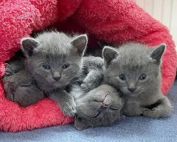 Gatinhos Russian Blue - Lindos e Carinhosos