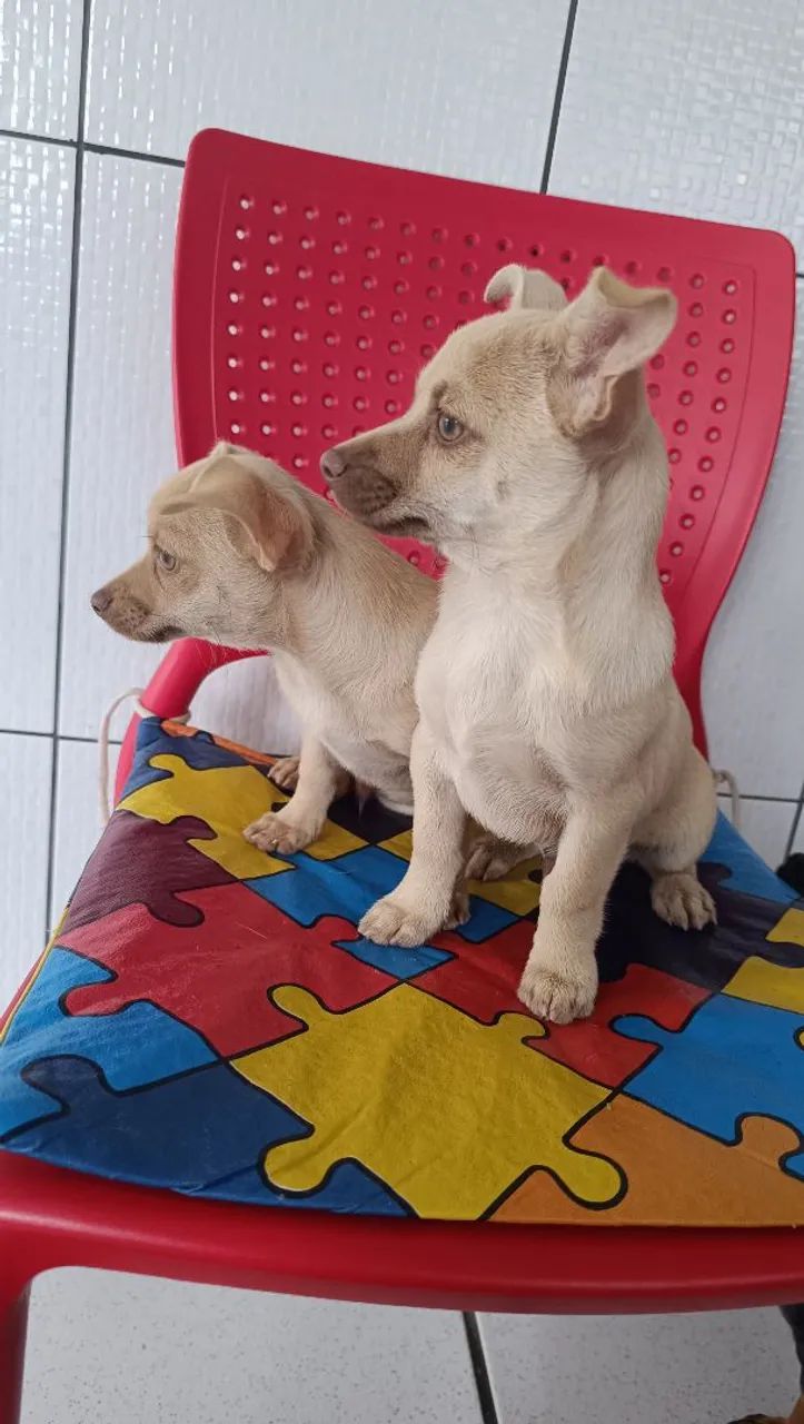 Machinho pinscher com chihuahua  - Foto 2
