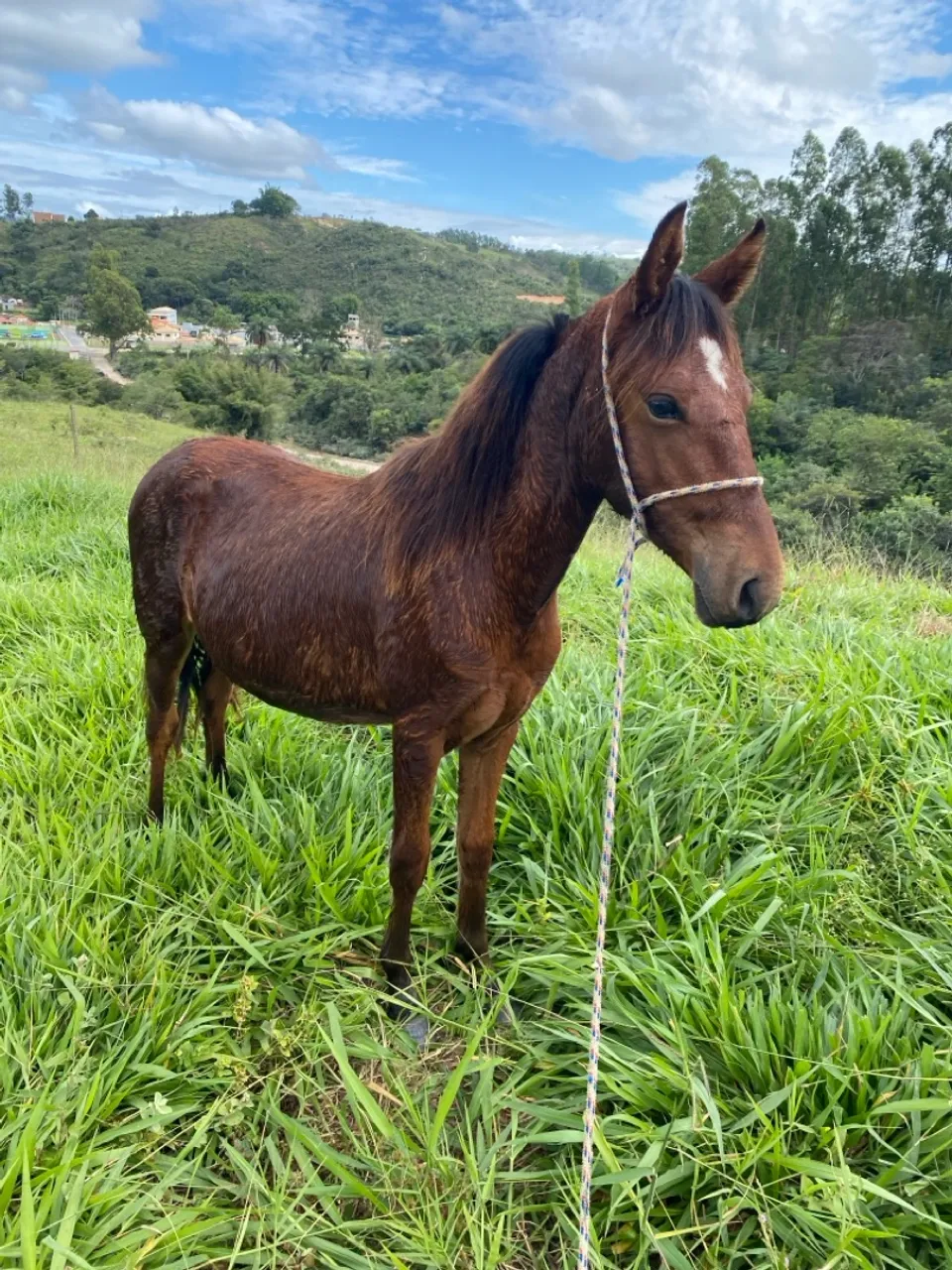 Potro mangalarga 
