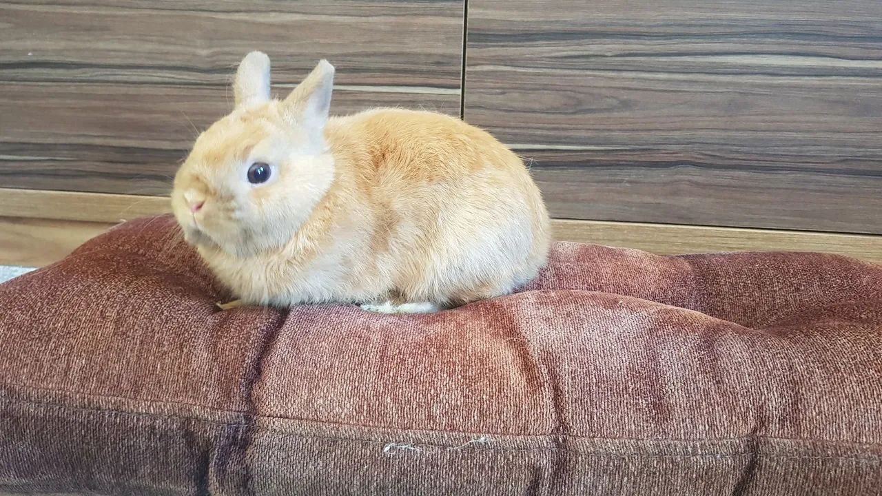 Coelho Mini Netherland. - Foto 2