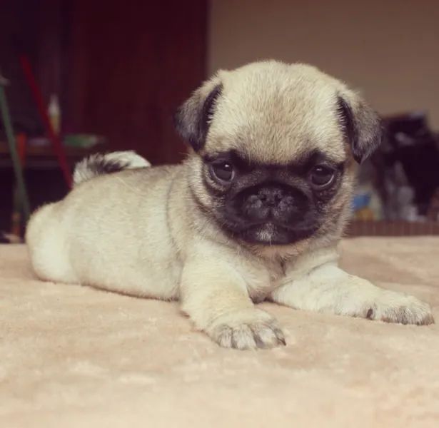Pug trabalhamos com mais de 20 raças.