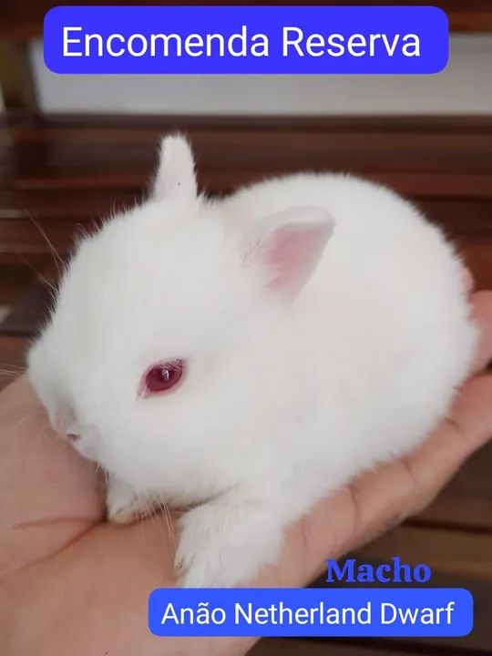 Anão Netherland Dwarf Últimos 