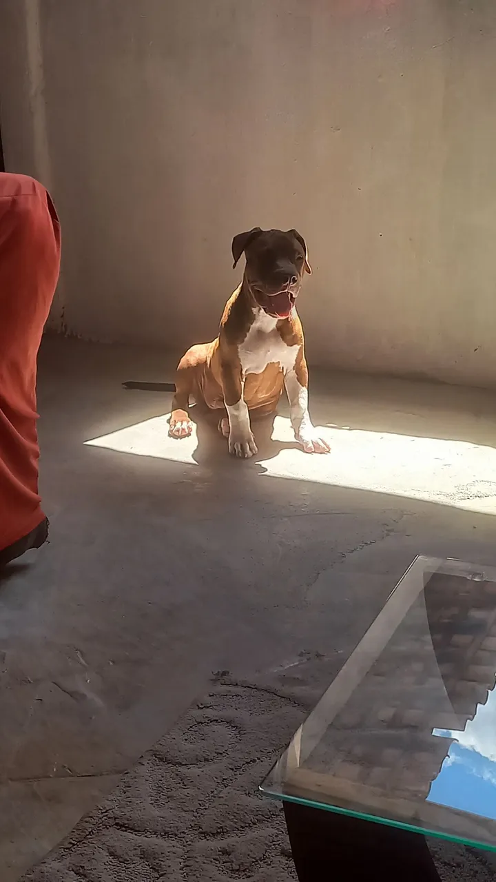 Venda de pitubul 
