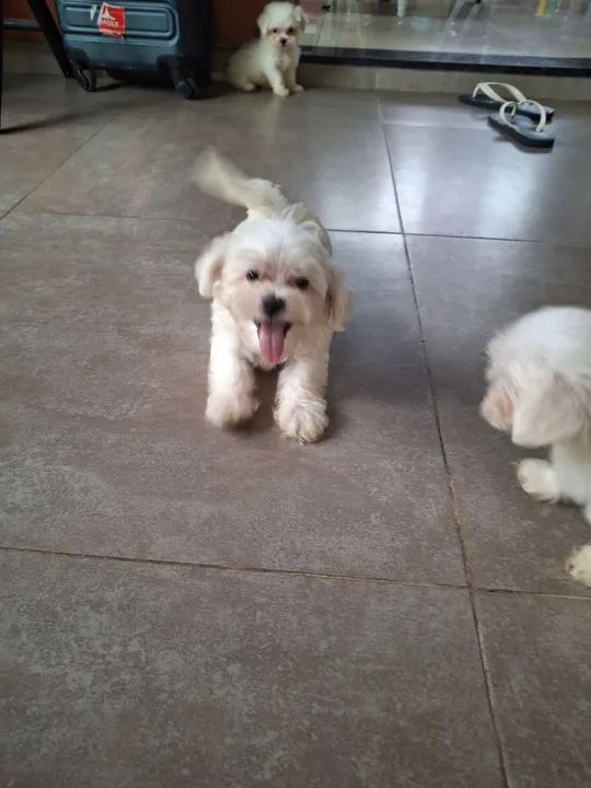 Vendofilhotes de Maltês - Foto 6