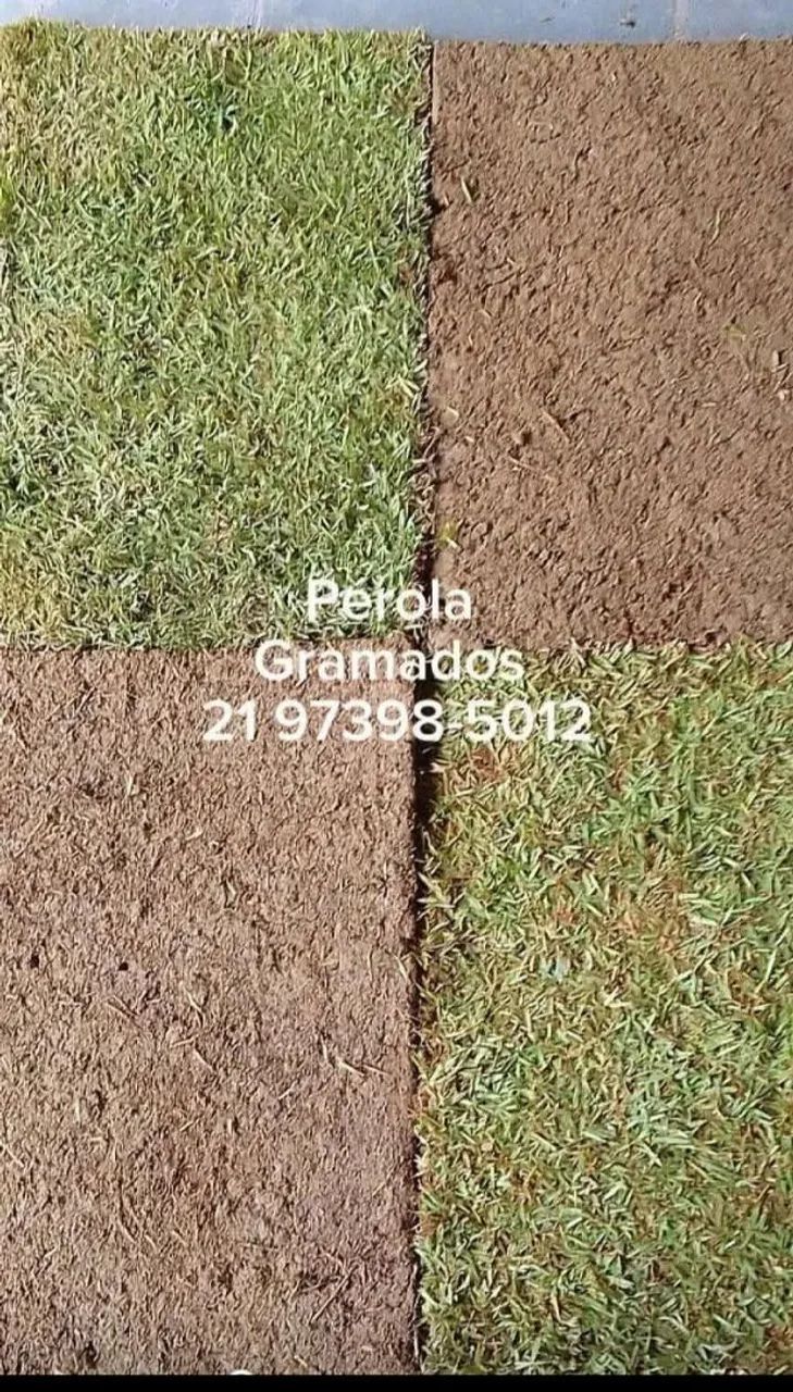 Grama Esmeralda Natural e plantio de Grama - Foto 5