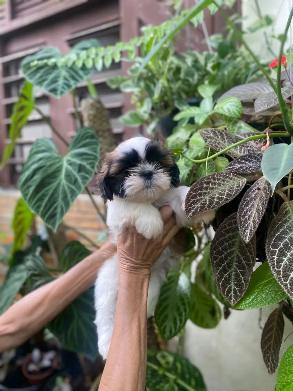 Lindas shitzus   disponíveis  para vendas
