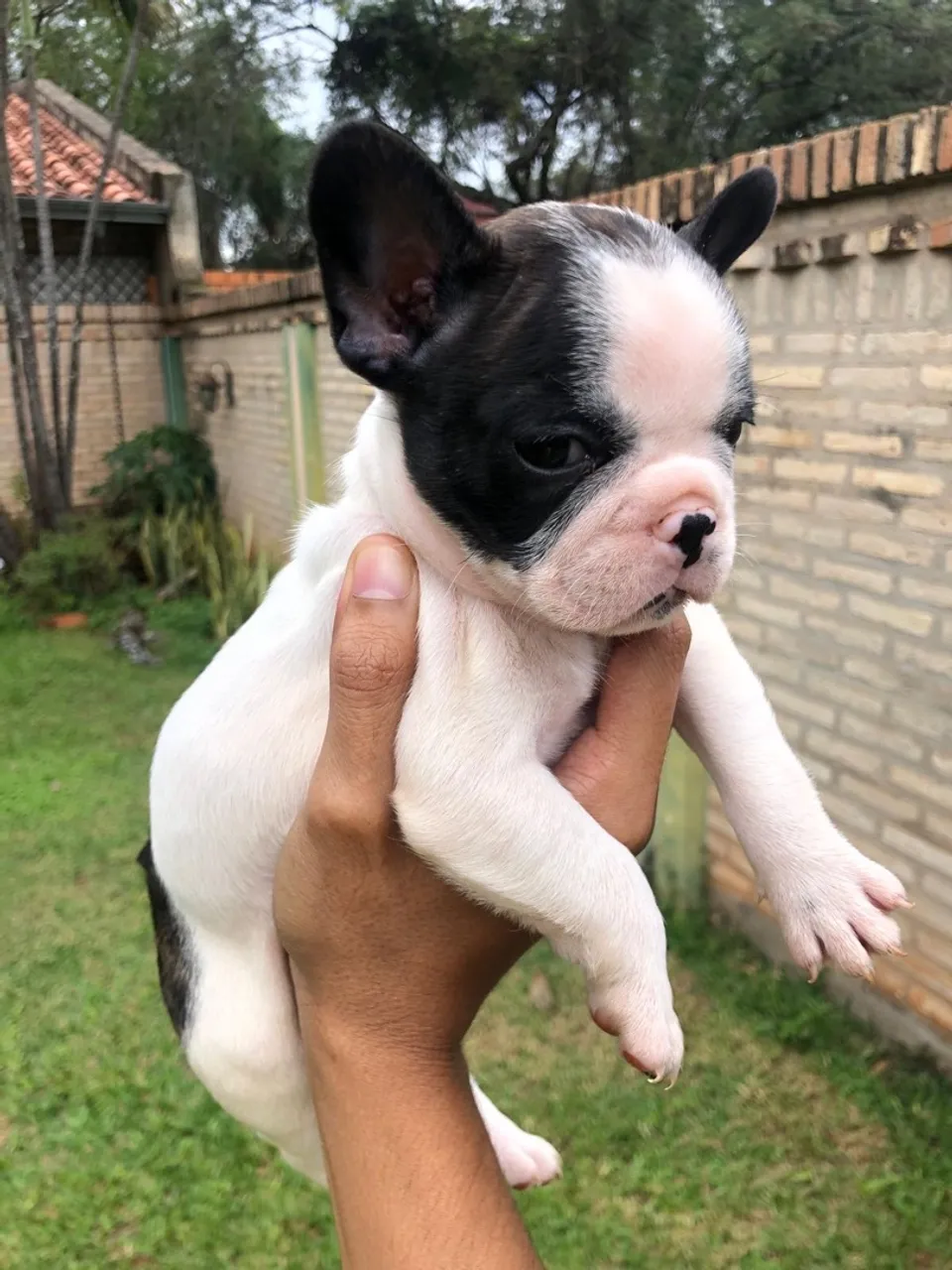 Bulldog Francês