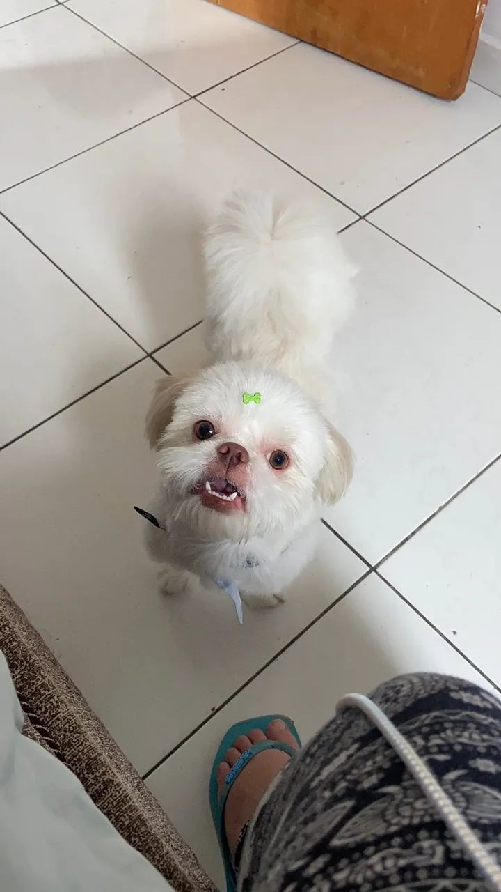 doa-se um shitszu de 2 anos - Foto 2