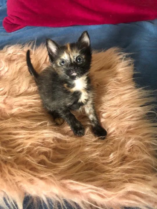 Amorinha para adoção responsável! - Foto 6