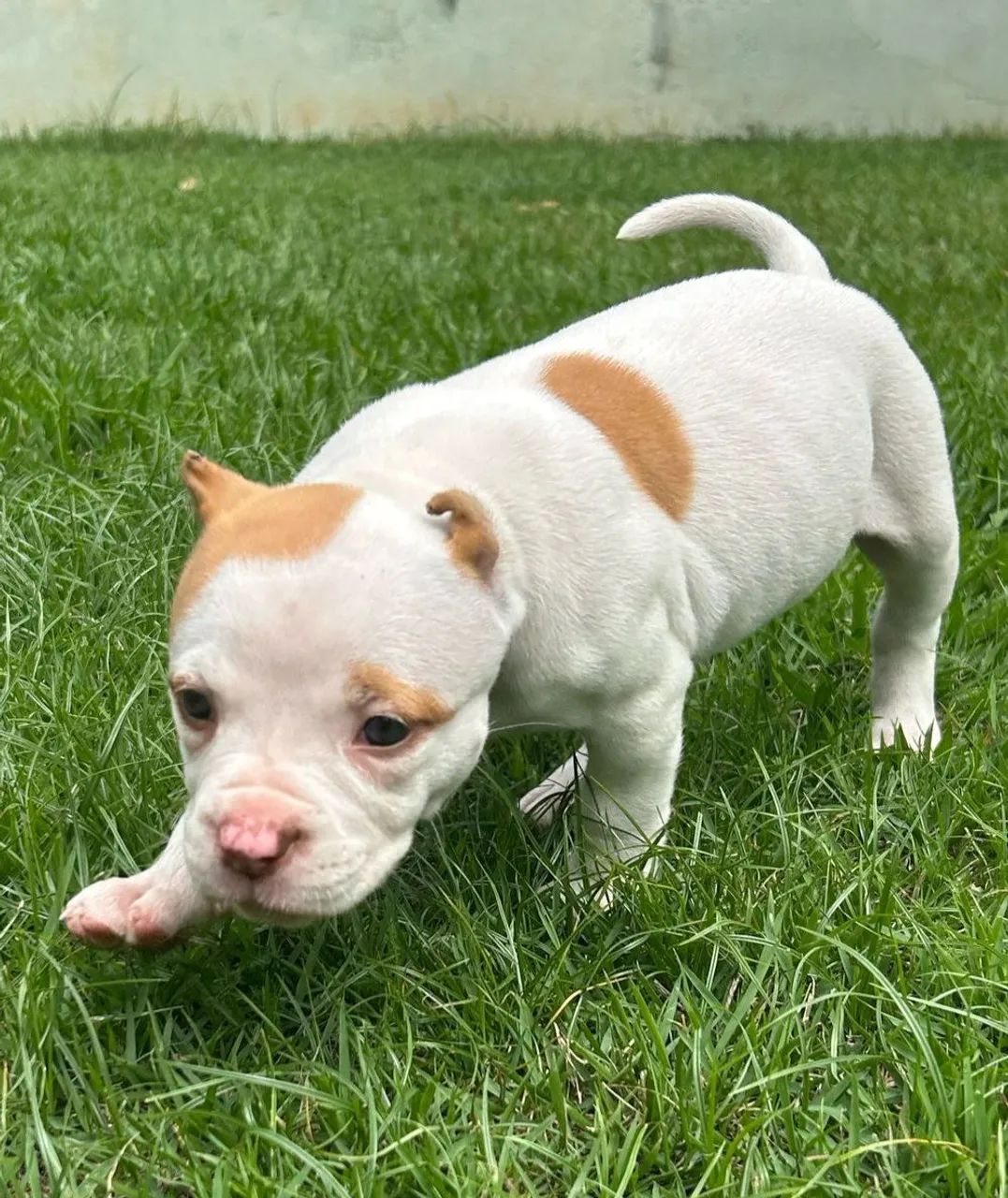 Filhotes PitMonster  - Foto 4