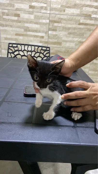 Gata fêmea filhote para doação (castração garantida)  - Foto 3