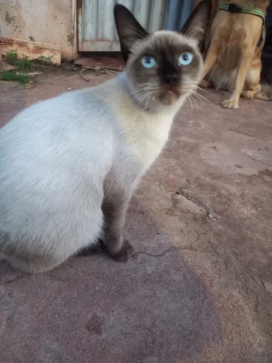 Gata disponível para adoção 