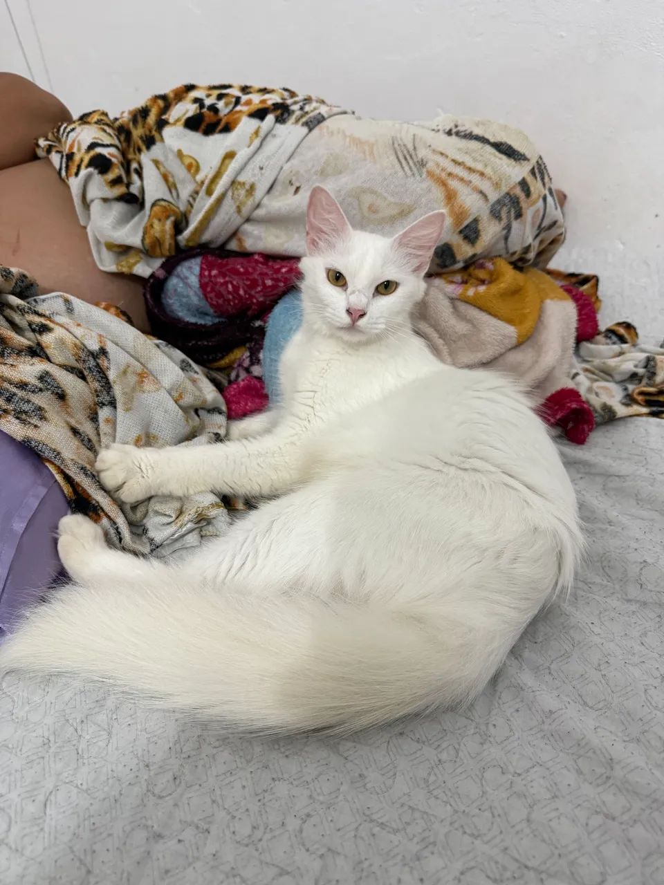 Gato angora  - Foto 4