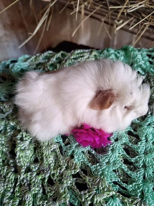 Lindosss porquinho da índia  - Foto 5