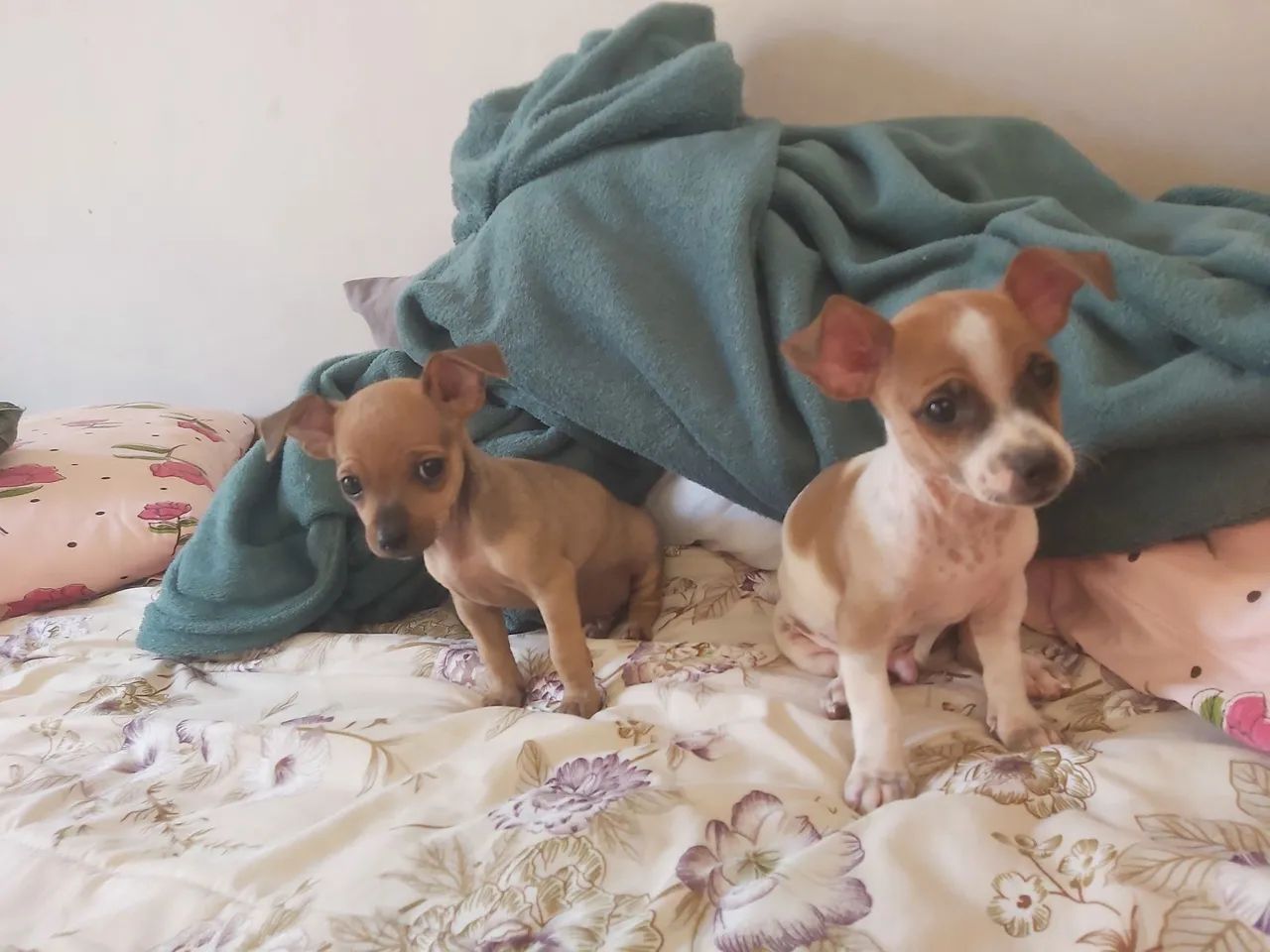 Filhotes de Chihuahua para adoção