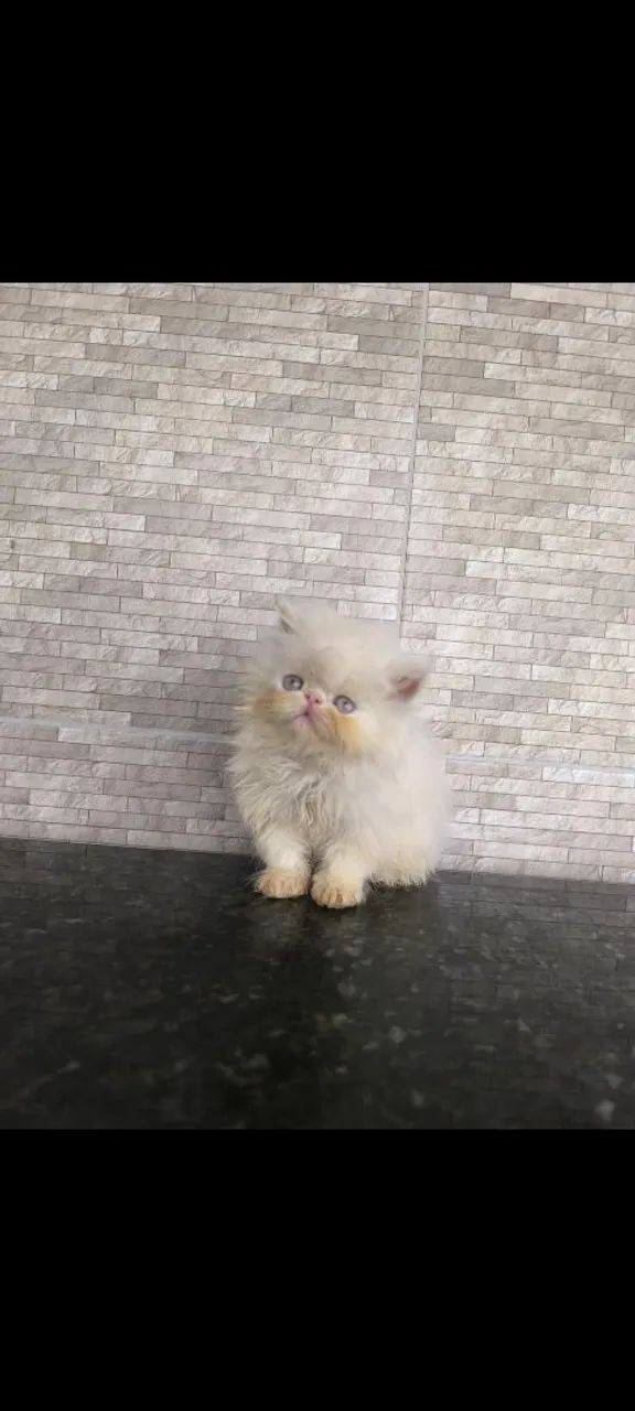 Filhote de gato persa macho - Foto 2