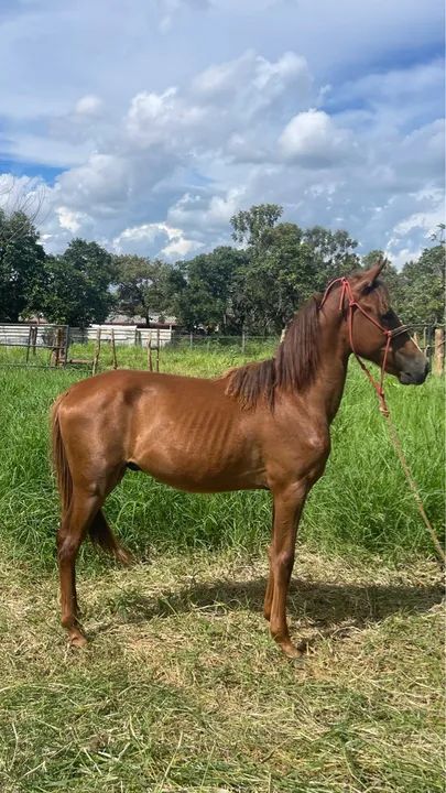 Potro mangalarga machador registrado - Foto 5