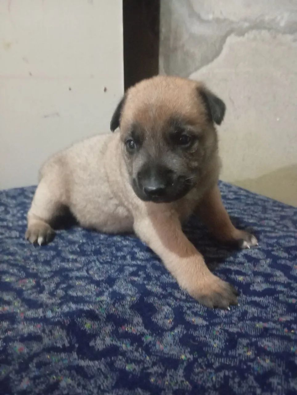 Pastor malinoa filhotes top - Foto 4