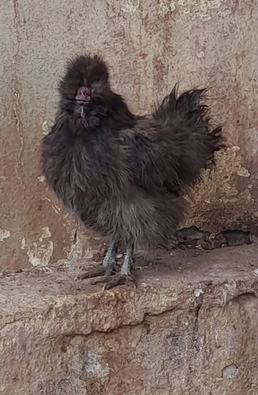 Galinha Sedosa do Japão- Prata e preta - Foto 4