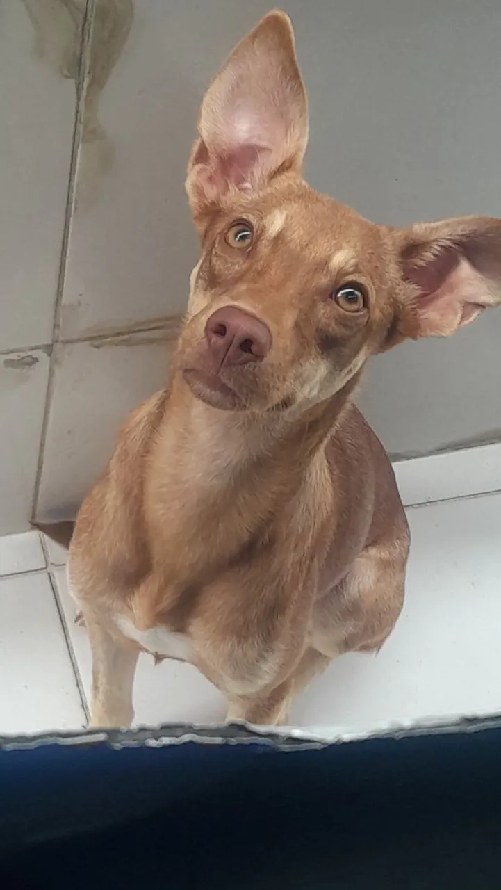 Sem raça