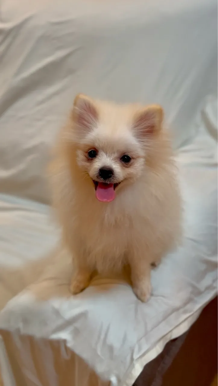 Lulu da Pomerânia filhote (LINHAGEM RUSSA)