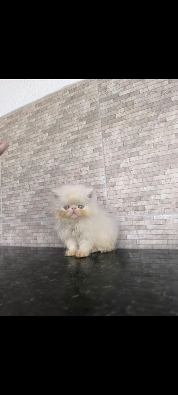 Filhote de gato persa macho